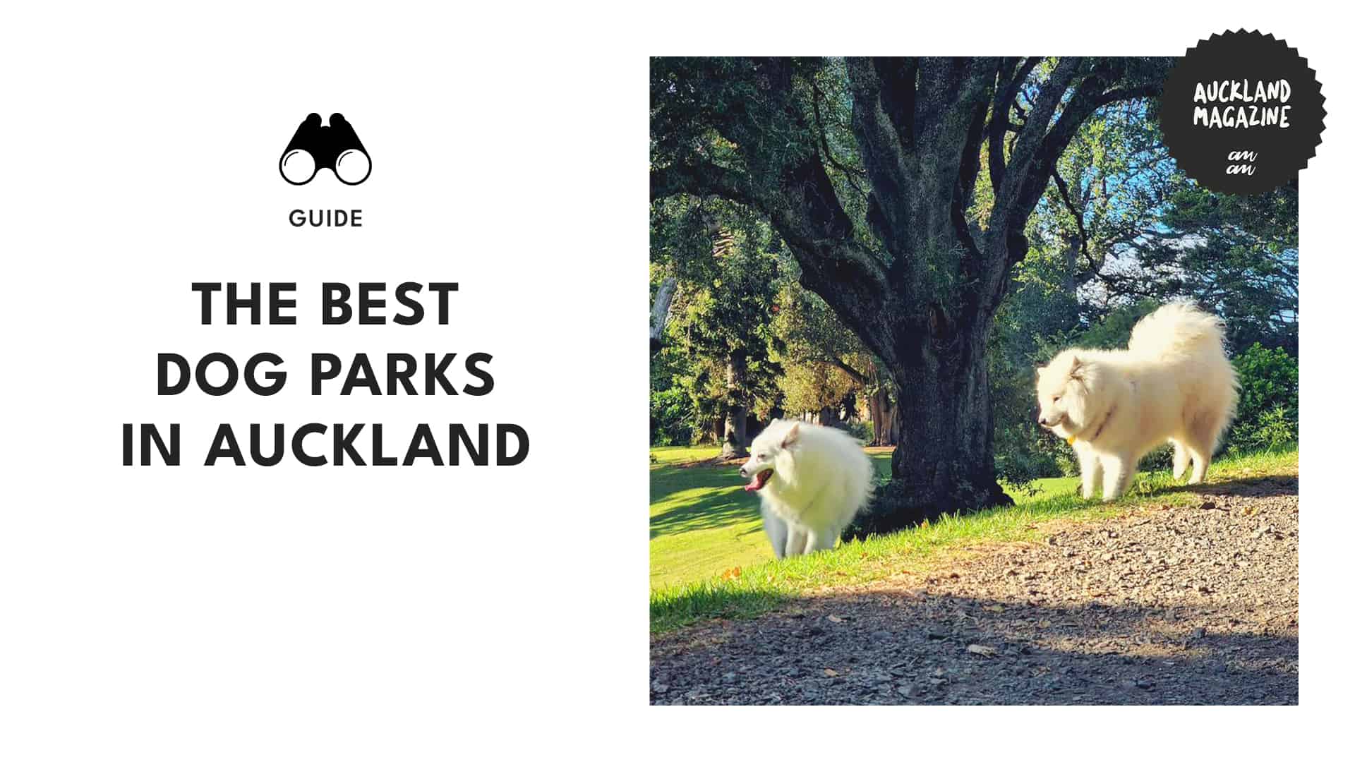 The Ultimate Guide to Auckland's Top Dog Parks