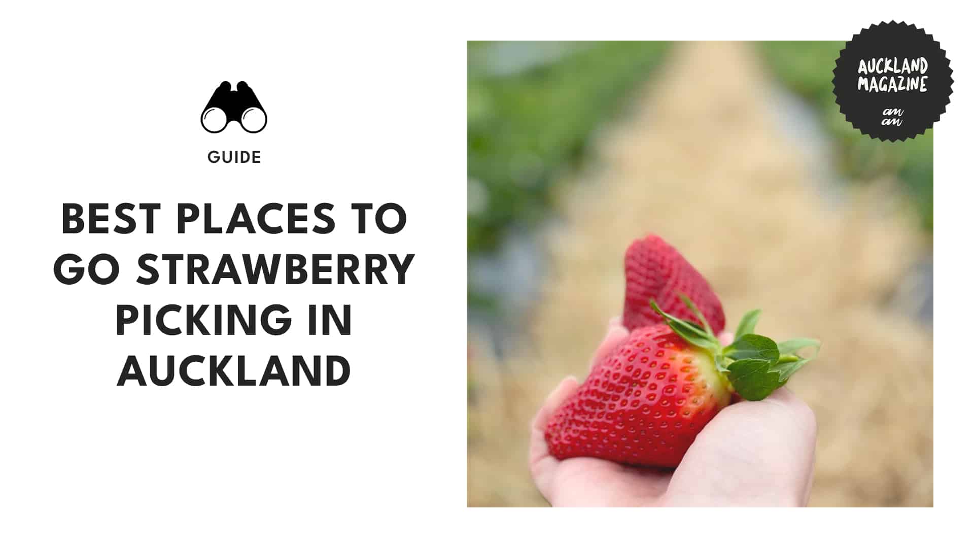 5 Places to Try Strawberry Picking in Auckland