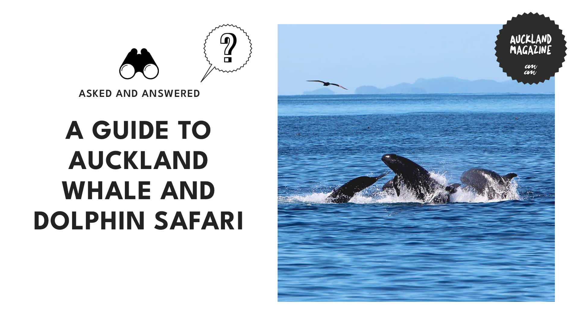 Guide to a Majestic Time at Auckland Whale & Dolphin Safari