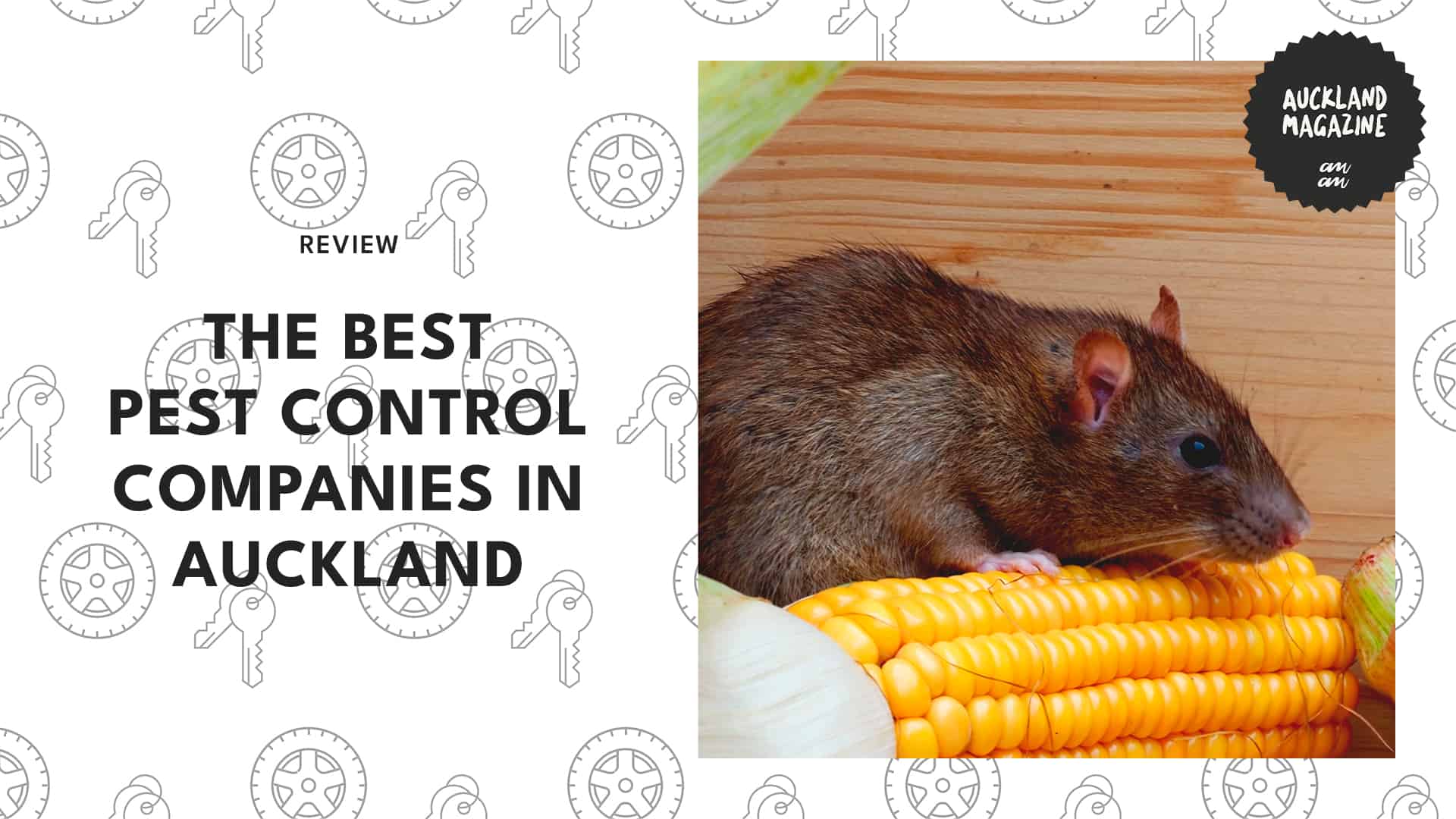 Pest-Free Paradise Top 5 Pest Control Companies in Auckland