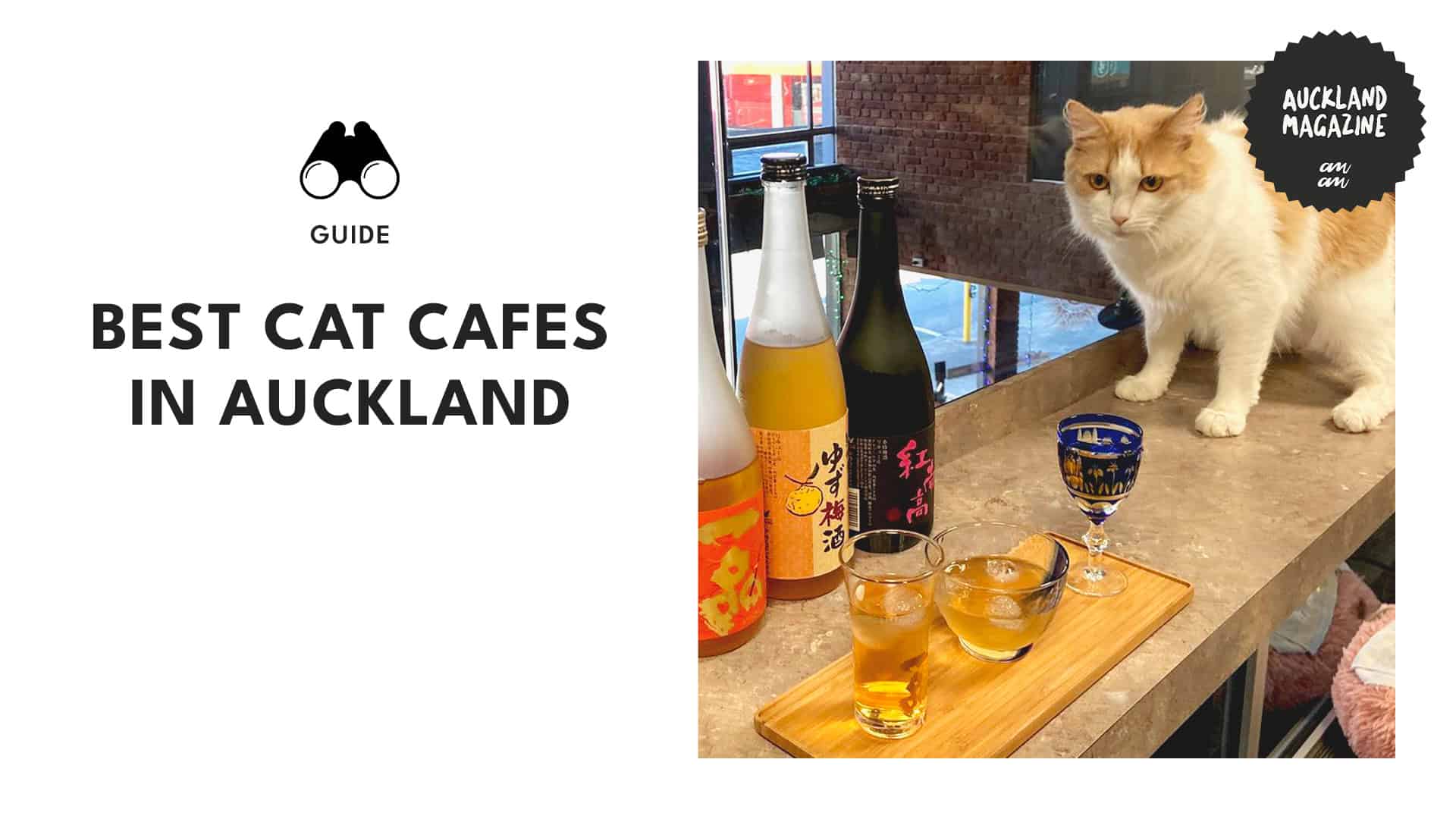 Top 5 Cat Cafes in Auckland For Your Daily Dose of Meow