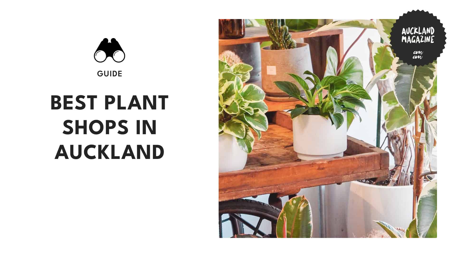 Urban Botanical Oasis Auckland’s Best Plant Shops