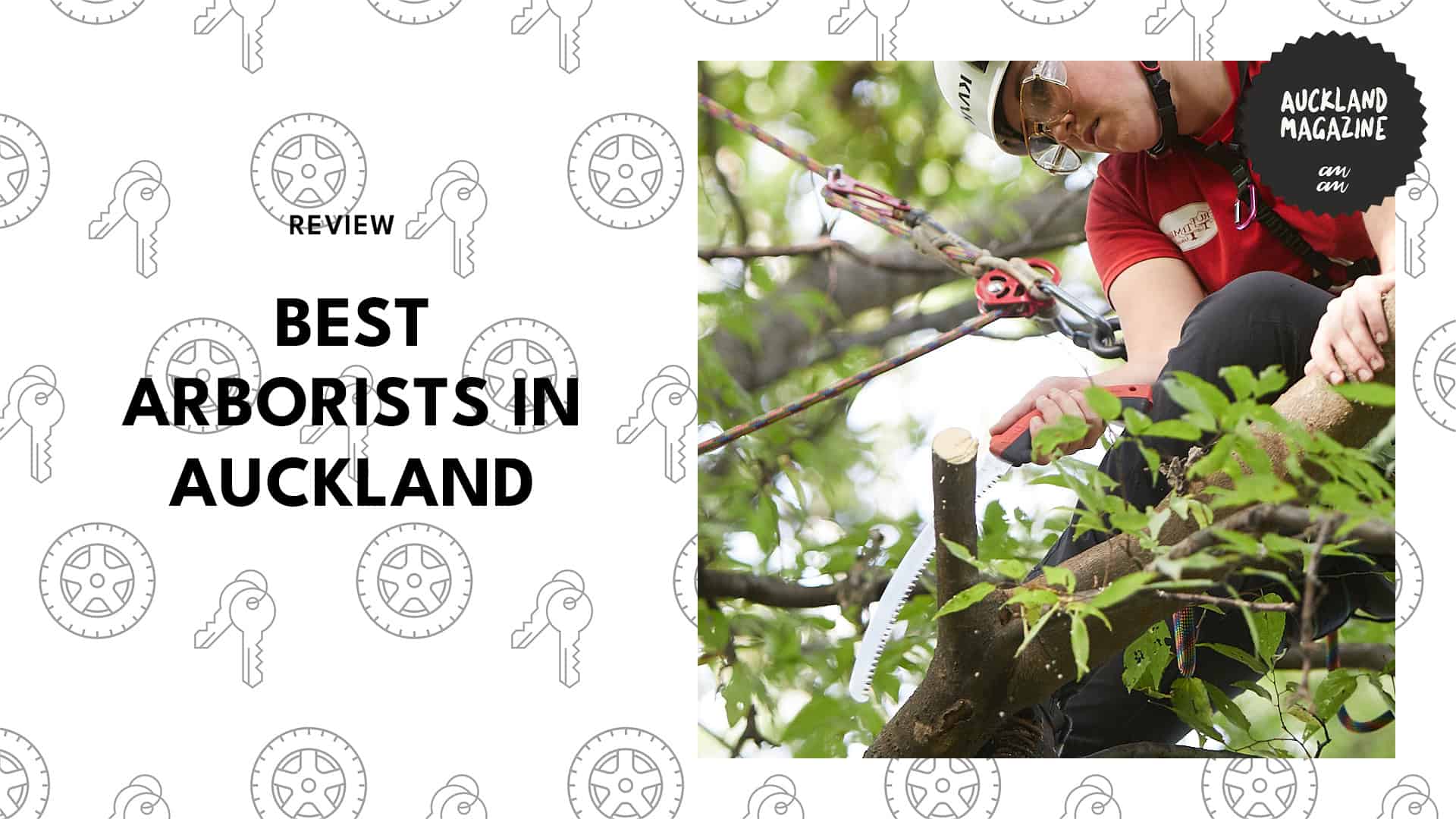 arborists-in-auckland