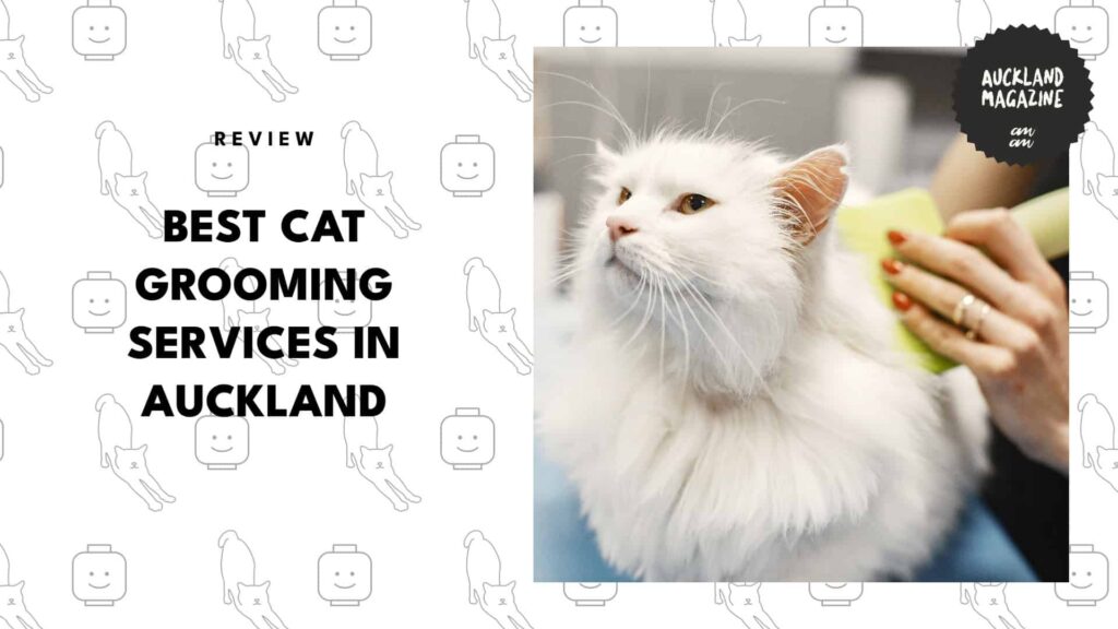 The 5 Best Cat Grooming Salons in Auckland That Make Bad Fur Days Disappear